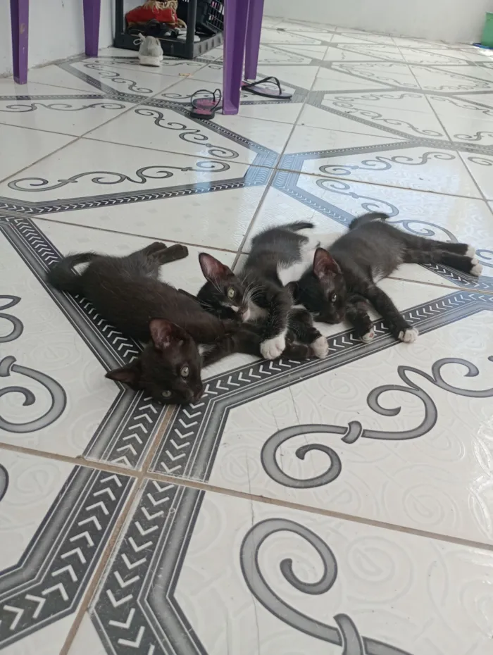 Gato raça Exótico idade 2 a 6 meses nome Zeus, Azlyn e Zayla