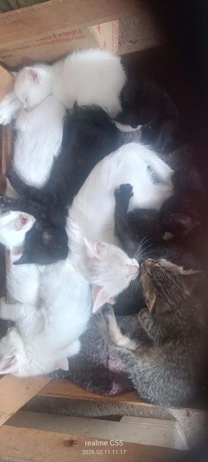 Gato raça SRD-ViraLata idade 2 a 6 meses nome Ademir Aparecido De Jesus