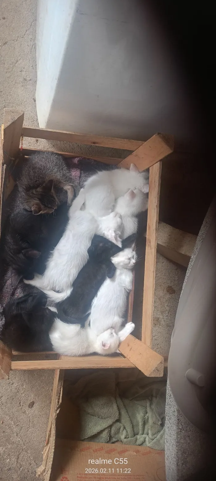 Gato raça SRD-ViraLata idade 2 a 6 meses nome Ademir Aparecido De Jesus