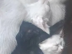 Gato raça SRD-ViraLata idade 2 a 6 meses nome Ademir Aparecido De Jesus