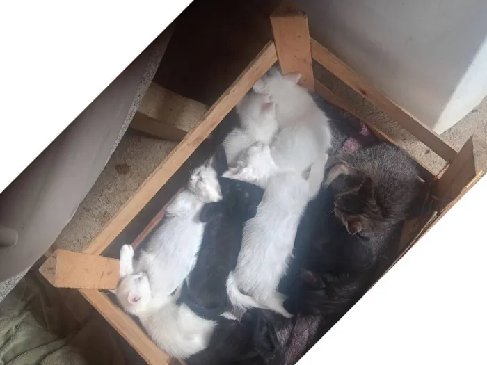 Gato raça SRD-ViraLata idade 2 a 6 meses nome Ademir Aparecido De Jesus