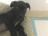 Cachorro raça SRD-ViraLata idade 2 a 6 meses nome Teca