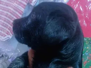 Gato raça Ragdoll idade 2 a 6 meses nome Kira