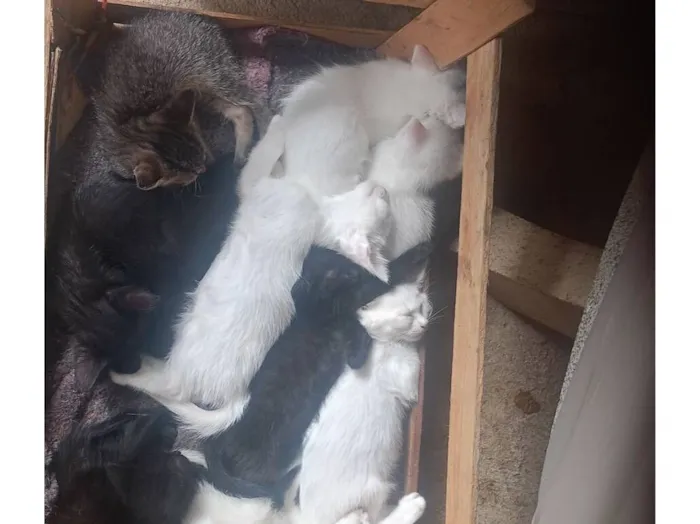 Gato raça SRD-ViraLata idade 2 a 6 meses nome Ademir Aparecido De Jesus