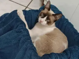 Gato raça Siamês idade 2 a 6 meses nome Magrelo