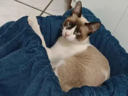 Gato raça Siamês idade 2 a 6 meses nome Magrelo
