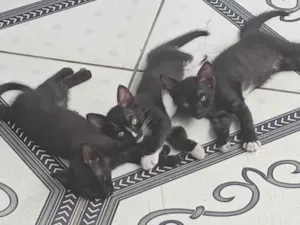 Gato raça Exótico idade 2 a 6 meses nome Zeus, Azlyn e Zayla
