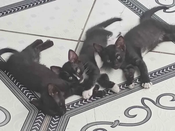 Gato raça Exótico idade 2 a 6 meses nome Zeus, Azlyn e Zayla