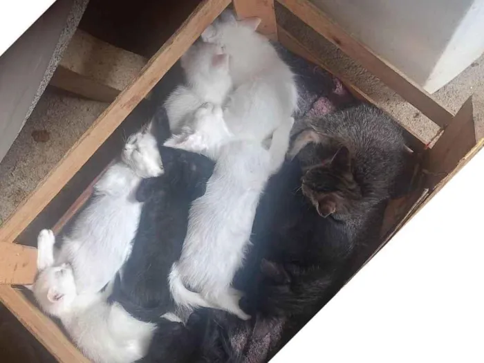 Gato raça SRD-ViraLata idade 2 a 6 meses nome Ademir Aparecido De Jesus