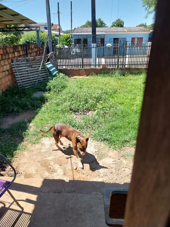 Cachorro raça Pit-Bull idade 2 anos nome Thor