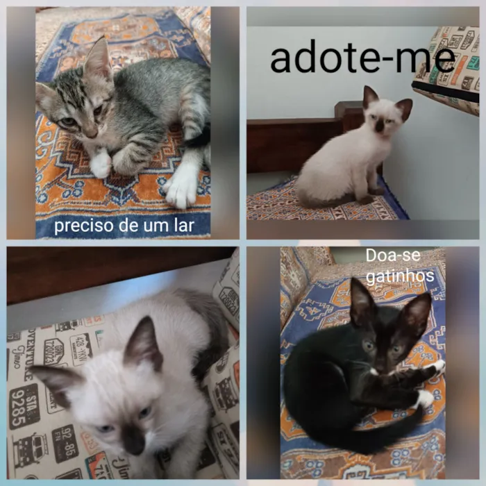 Gato raça SRD-ViraLata idade 2 a 6 meses nome Sem nome ainda