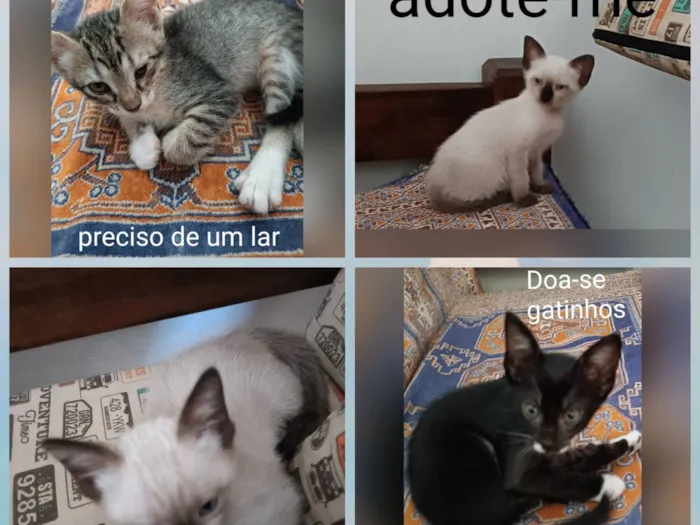 Gato raça SRD-ViraLata idade 2 a 6 meses nome Sem nome ainda