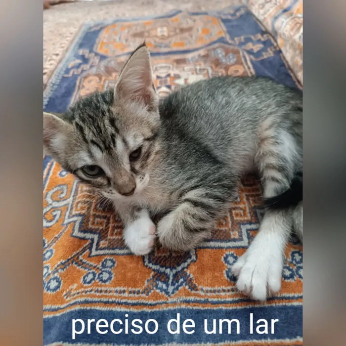 Gato raça SRD-ViraLata idade 2 a 6 meses nome Sem nome ainda