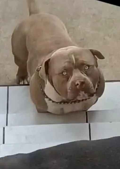 Cachorro raça Pit-Bull idade 3 anos nome Iron