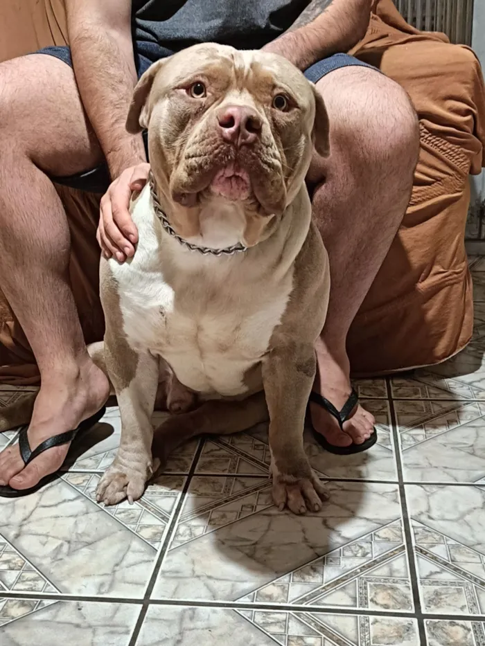 Cachorro raça Pit-Bull idade 3 anos nome Iron