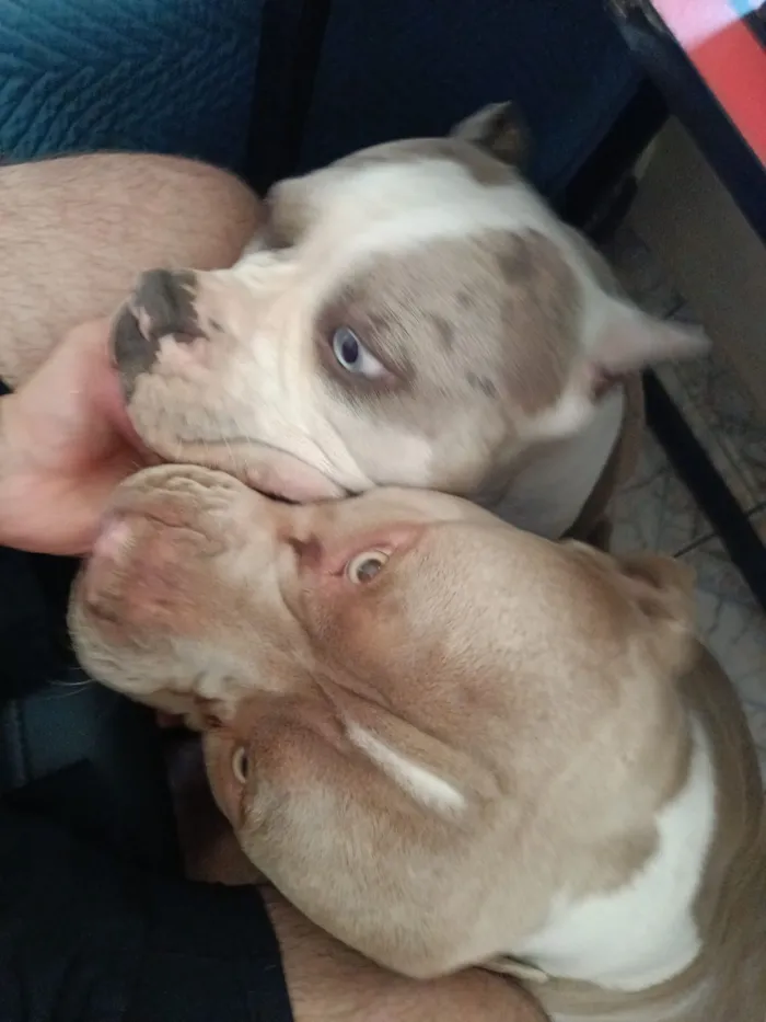 Cachorro raça Pit-Bull idade 3 anos nome Iron