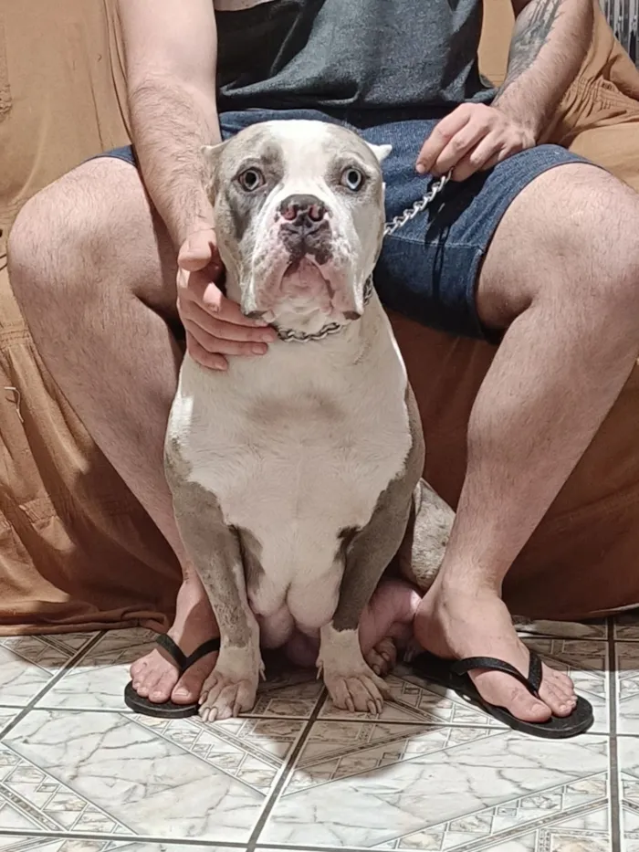 Cachorro raça Pit-Bull idade 3 anos nome Iron