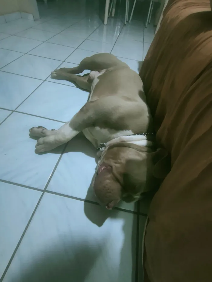 Cachorro raça Pit-Bull idade 3 anos nome Iron