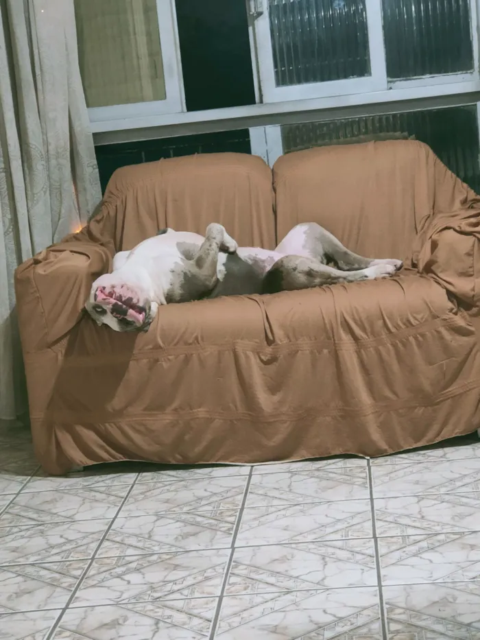 Cachorro raça Pit-Bull idade 3 anos nome Iron