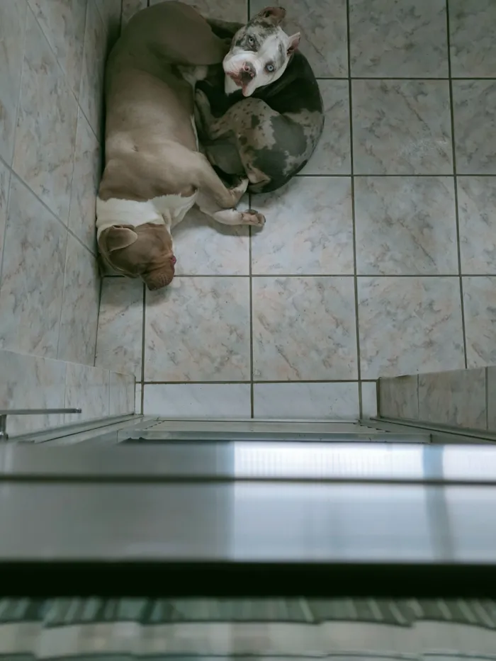 Cachorro raça Pit-Bull idade 3 anos nome Iron