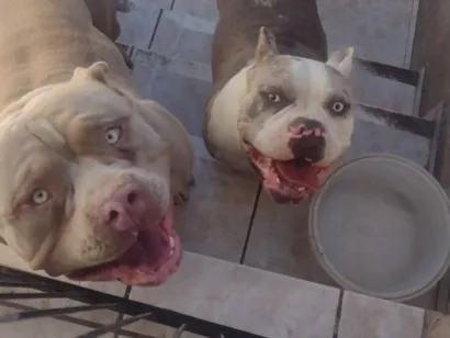 Cachorro raça Pit-Bull idade 3 anos nome Iron