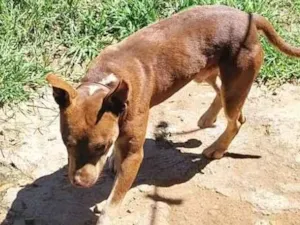 Cachorro raça Pit-Bull idade 2 anos nome Thor