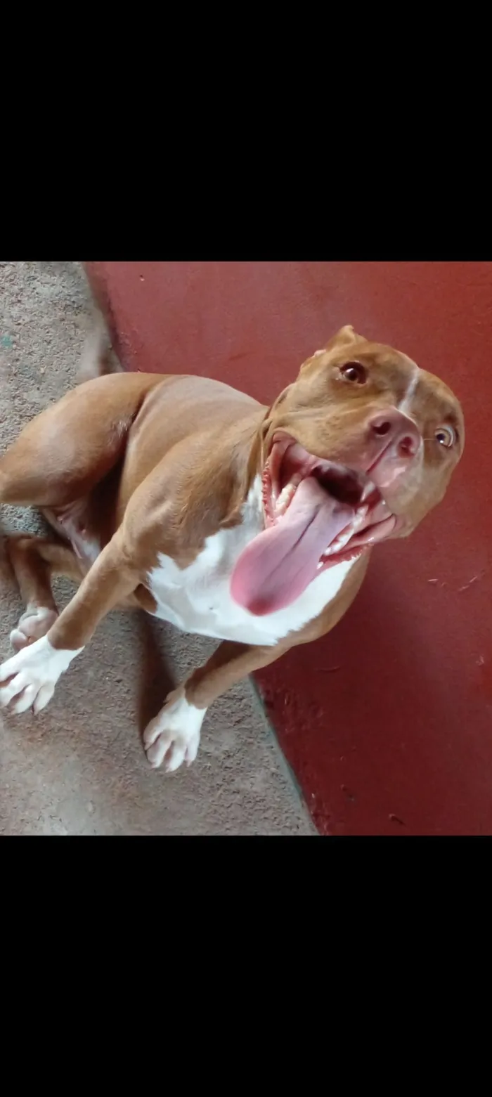Cachorro raça Pit-Bull idade 3 anos nome Kira