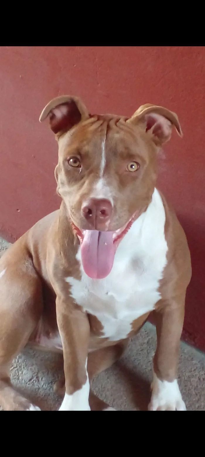 Cachorro raça Pit-Bull idade 3 anos nome Kira
