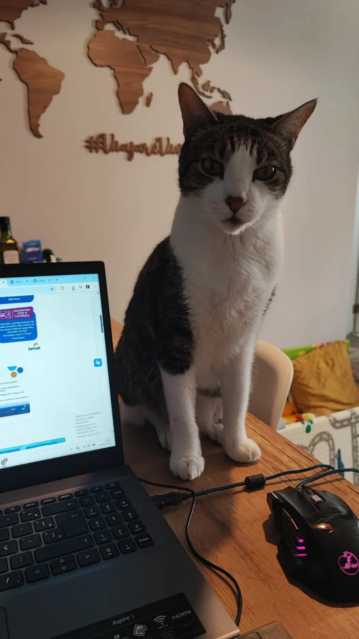 Gato raça SRD-ViraLata idade 6 ou mais anos nome Oliver