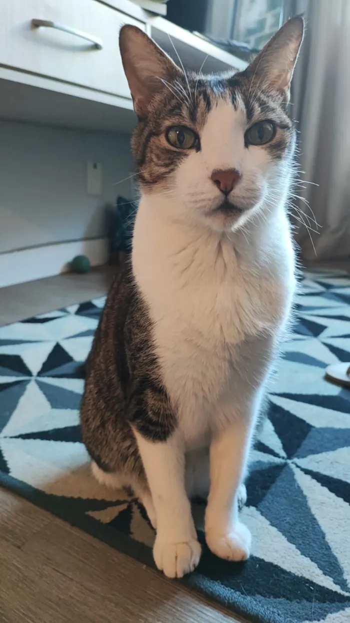 Gato raça SRD-ViraLata idade 6 ou mais anos nome Oliver