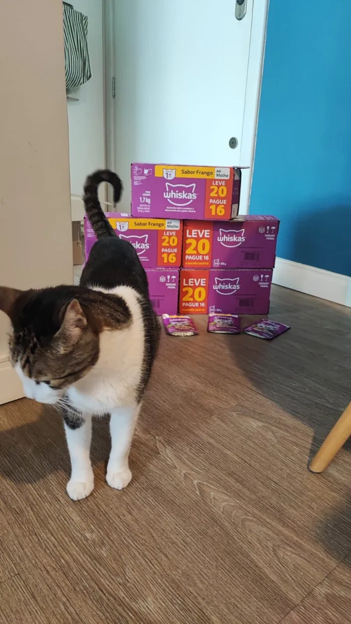 Gato raça SRD-ViraLata idade 6 ou mais anos nome Oliver