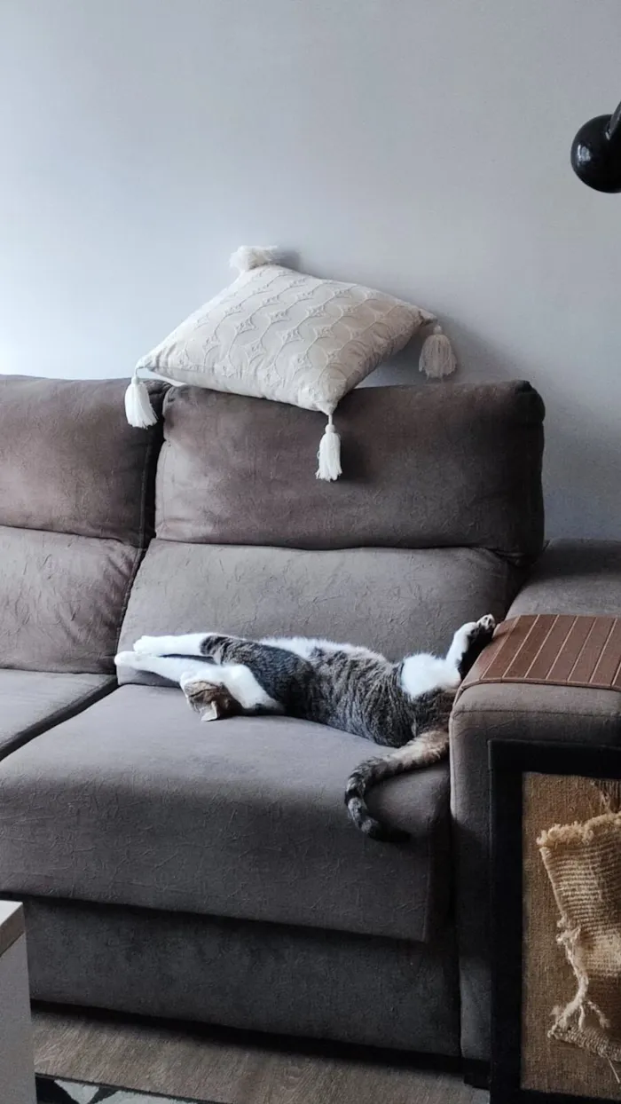 Gato raça SRD-ViraLata idade 6 ou mais anos nome Oliver