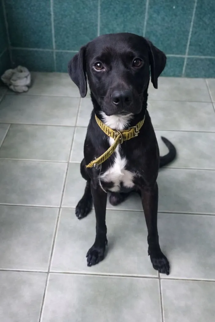 Cachorro raça SRD-ViraLata idade 2 a 6 meses nome Jamal