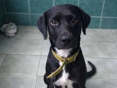 Cachorro raça SRD-ViraLata idade 2 a 6 meses nome Jamal