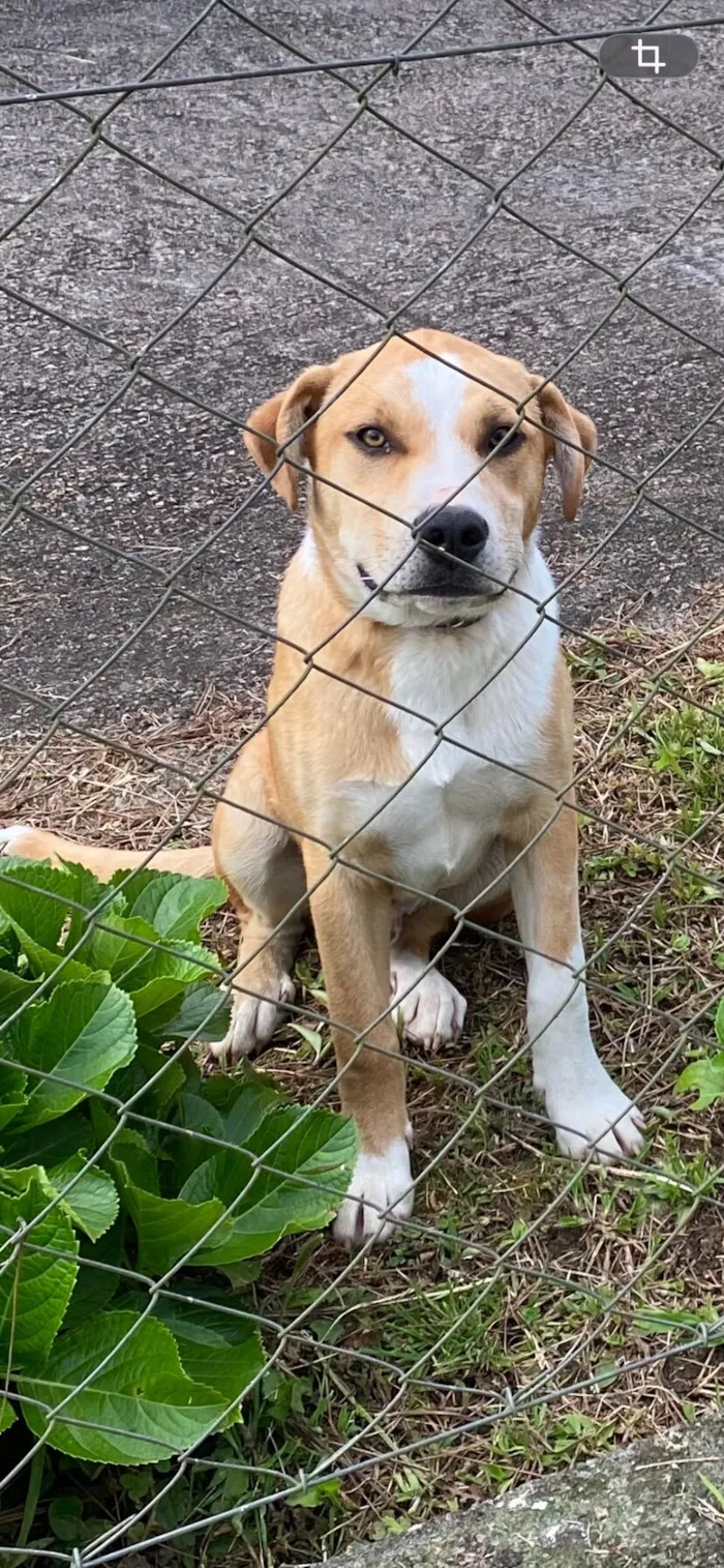 Cachorro raça SRD-ViraLata idade 7 a 11 meses nome Shiloh [Chailo]