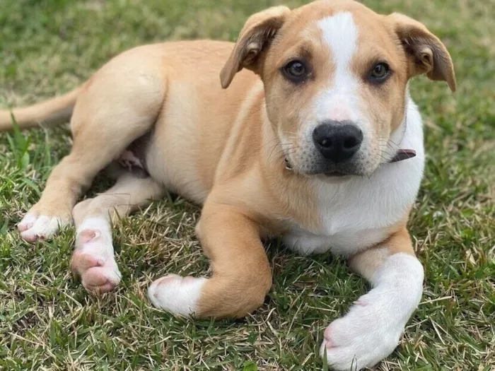 Cachorro raça SRD-ViraLata idade 7 a 11 meses nome Shiloh [Chailo]