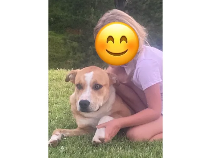 Cachorro raça SRD-ViraLata idade 7 a 11 meses nome Shiloh [Chailo]