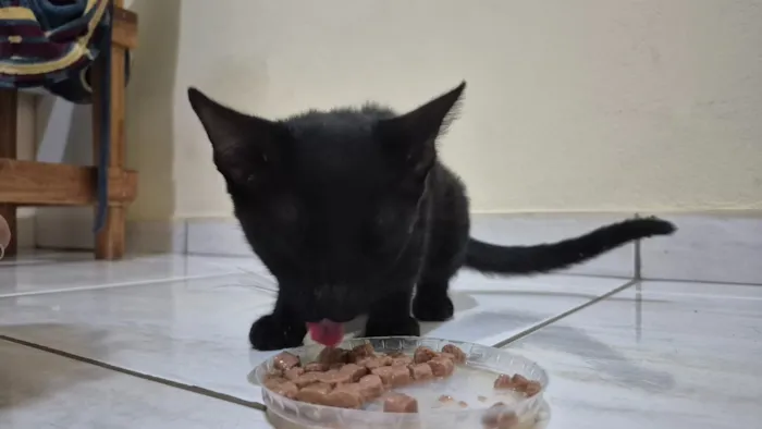 Gato raça SRD-ViraLata idade 2 a 6 meses nome Pretinho