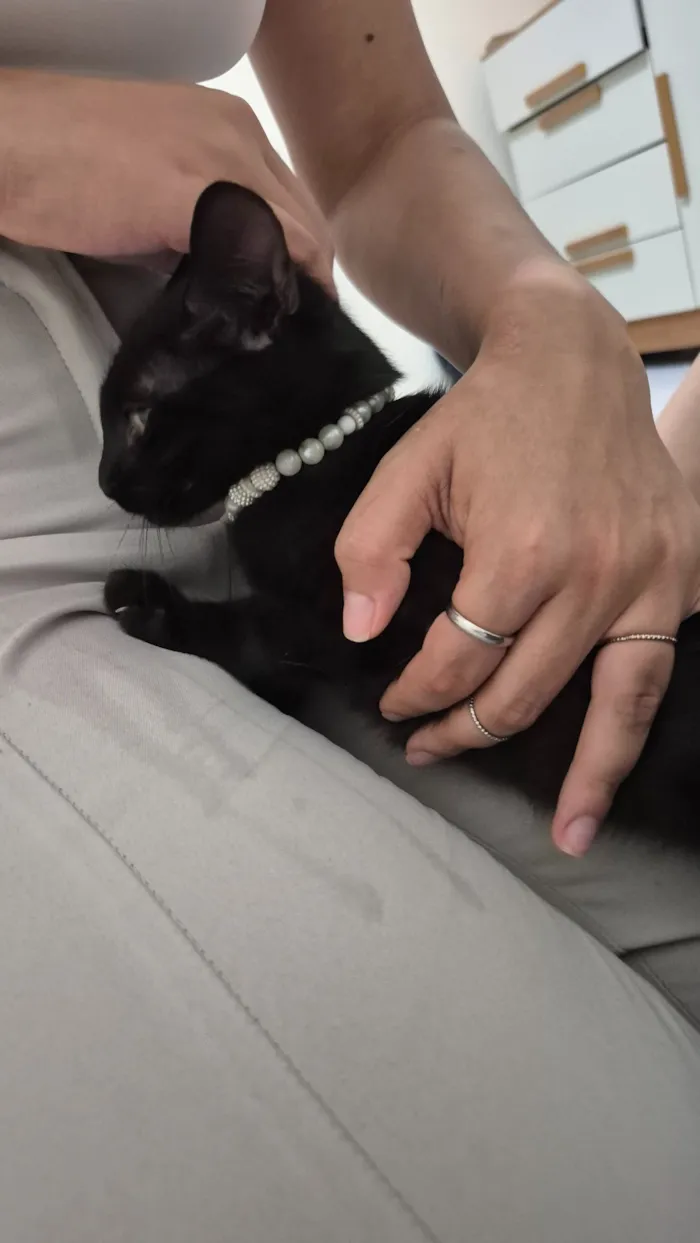 Gato raça SRD-ViraLata idade 2 a 6 meses nome Pretinho