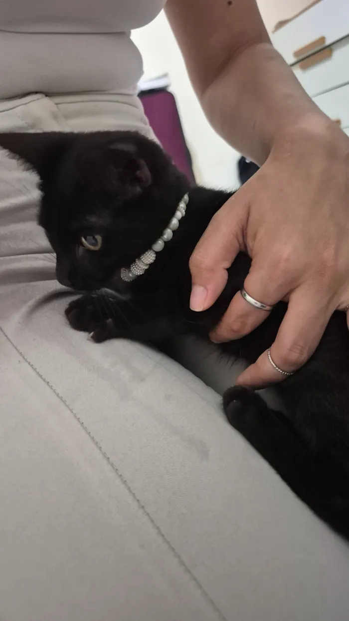 Gato raça SRD-ViraLata idade 2 a 6 meses nome Pretinho