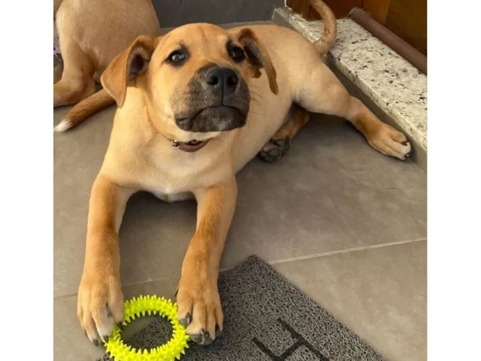 Cachorro raça SRD-ViraLata idade 7 a 11 meses nome Esme