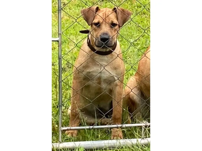 Cachorro raça SRD-ViraLata idade 7 a 11 meses nome Esme