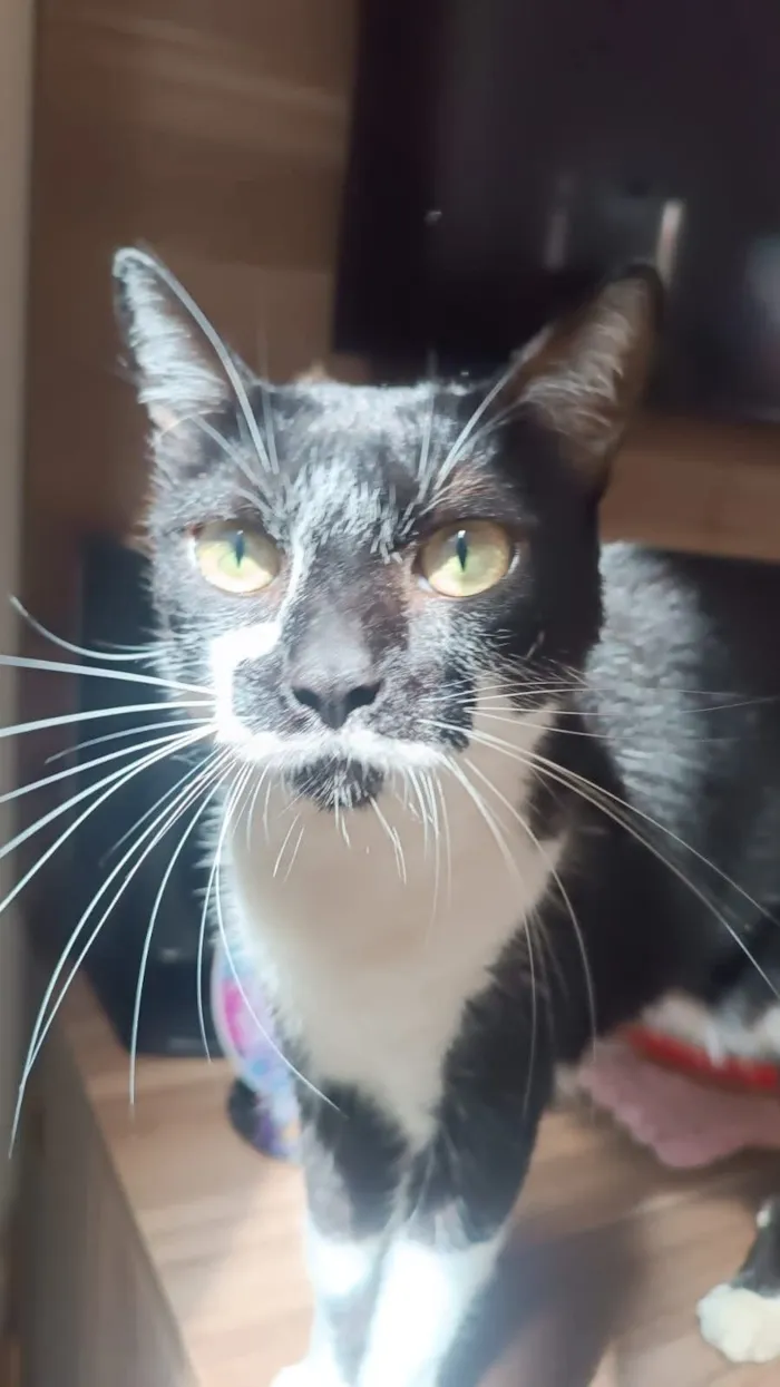 Gato raça SRD-ViraLata idade 6 ou mais anos nome Mixaria 