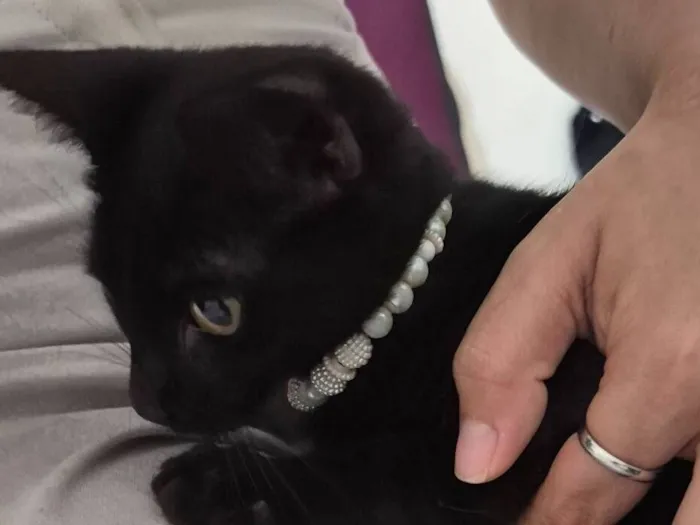 Gato raça SRD-ViraLata idade 2 a 6 meses nome Pretinho