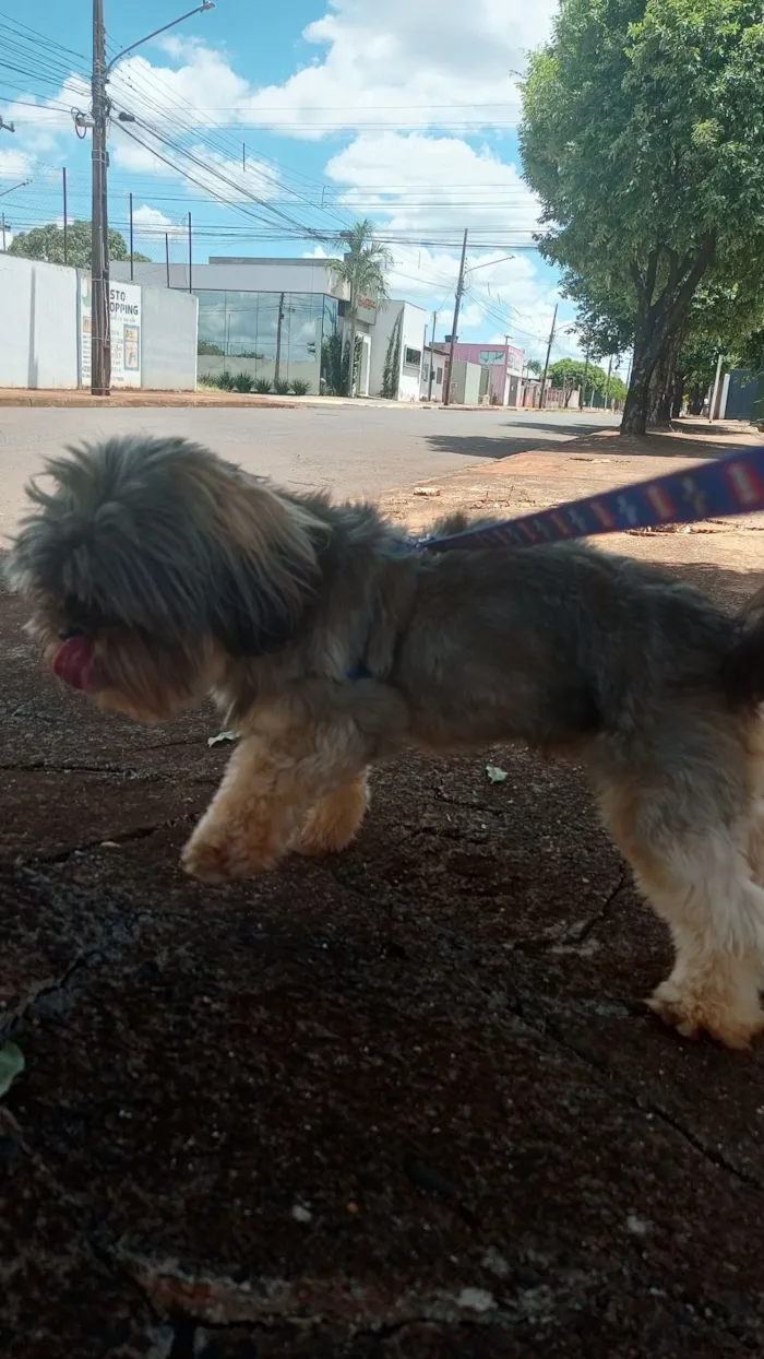 Cachorro raça Shitzu idade 2 anos nome Bolt