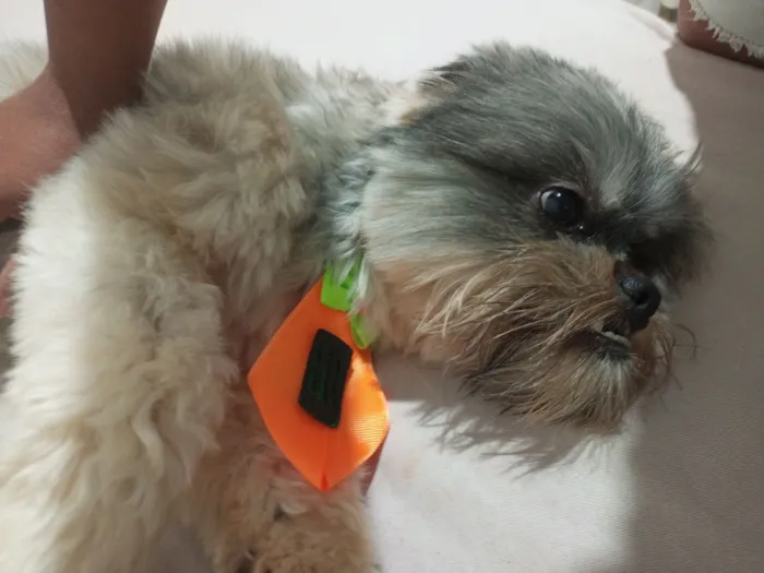 Cachorro raça Shitzu idade 2 anos nome Bolt