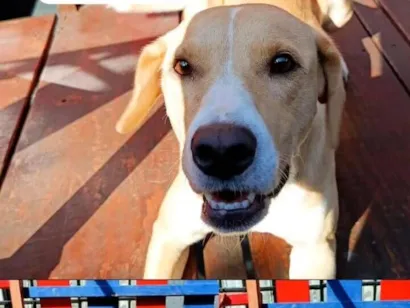 Cachorro raça SRD-ViraLata idade 2 anos nome Lua