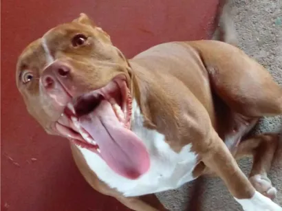 Cachorro raça Pit-Bull idade 3 anos nome Kira
