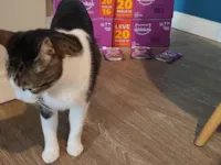 Gato raça SRD-ViraLata idade 6 ou mais anos nome Oliver