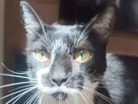 Gato raça SRD-ViraLata idade 6 ou mais anos nome Mixaria 